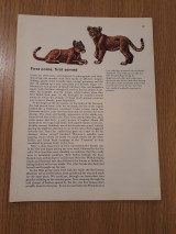 World of wildlife, Vol. 1, Pt. 11