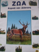 Ζώα Αγρού και Δάσους