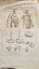 Γκραβούρα ανατομίας Historia anatomica humani corporis (1593)