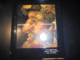 Arcimboldo le merveilleux
